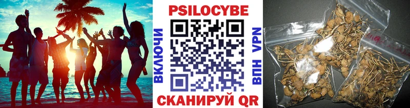 Псилоцибиновые грибы Psilocybe  Новоалександровск 